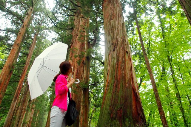 戸隠神社五社巡りツアーの画像