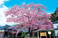 河津桜　春の花紀行と日本の滝百選　浄蓮の滝