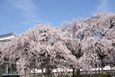 春の京都 （嵐山・醍醐寺・東山）清水・円山公園ﾗｲﾄｱｯﾌﾟ