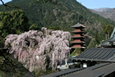 身延山・三嶋大社のしだれ桜とB級グルメの王者富士宮焼きそば