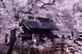 天下第一の桜　高遠のコヒガン桜と高島城の桜観賞