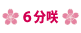 6分咲