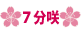 7分咲