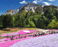ボタンの花（イメージ）