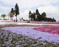 羊山公園の芝桜（イメージ）