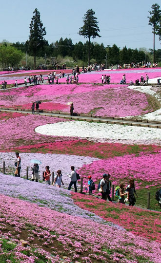 秩父羊山公園の芝桜ツアーのおすすめポイント