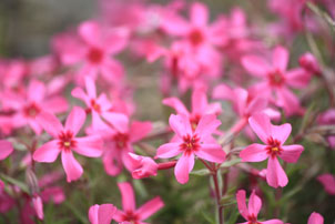 羊山公園の芝桜お花見バスツアー見どころ