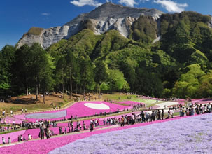 秩父羊山公園の芝桜ツアーのイメージ