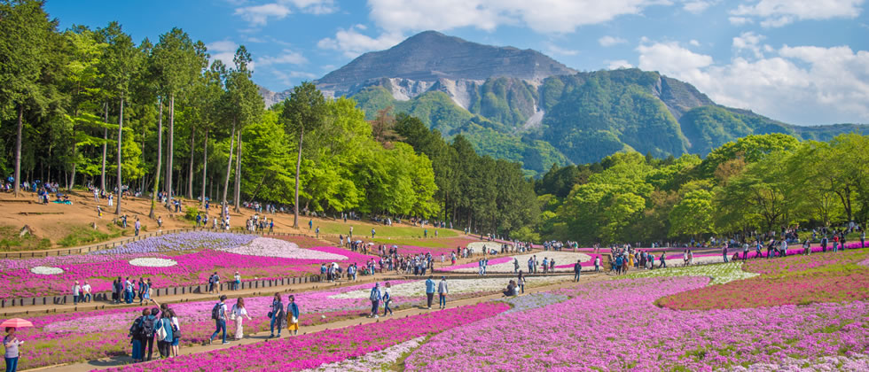 秩父羊山公園の芝桜と三峯神社