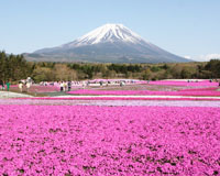 ※富士芝桜まつり会場（イメージ）