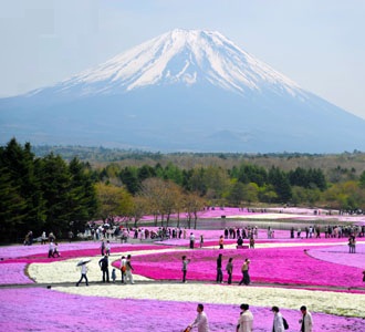 富士芝桜まつりとイチゴ狩りバスツアーのイメージ３
