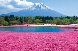芝桜の絨毯＆富士山の絶景