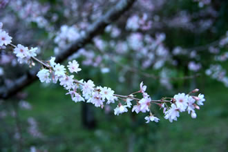 関東二大冬桜と北限のみかん狩りツアーおすすめポイント