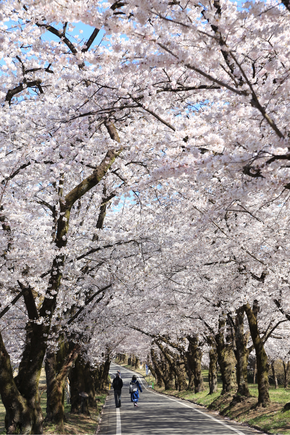 「南面千本桜」と「水沢うどん」の昼食付＆伊香保温泉街をゆったり散策のおすすめポイント
