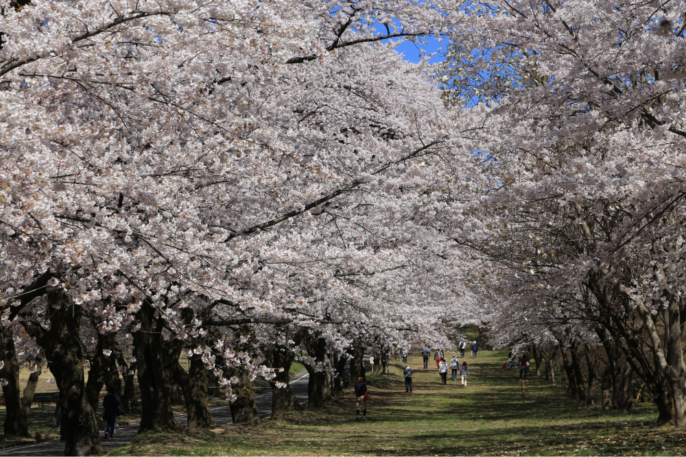 「南面千本桜」と「水沢うどん」の昼食付＆伊香保温泉街をゆったり散策