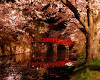弘前公園の夜ライトアップツアーイメージ3