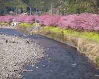 河津桜（イメージ）