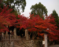 京都の紅葉１
