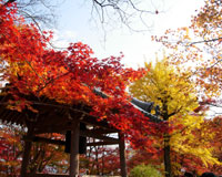 京都の紅葉2