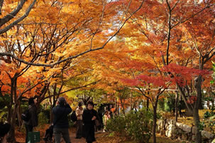 紅葉の京都観光バスツアーのイメージ