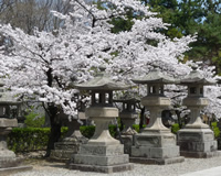 善光寺と松代城趾の桜（イメージ1）
