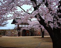 善光寺と松代城趾の桜（イメージ2）