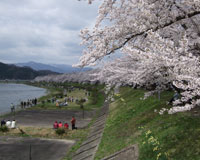 桧木内川堤の桜（イメージ）
