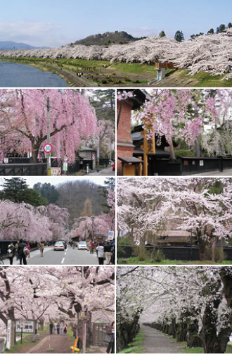角館・北上展勝地・桧木内川堤の三大桜バスツアーのイメージ３