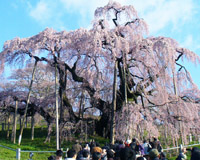 三春の滝桜（イメージ1）