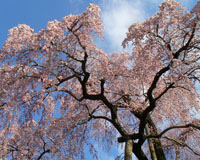 三春の滝桜（イメージ2）