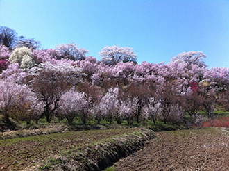 三春の滝桜バスツアーのおすすめポイント詳細