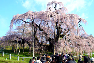 三春の滝桜バスツアーのイメージ