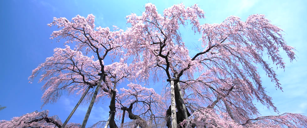 三春の滝桜バスツアー