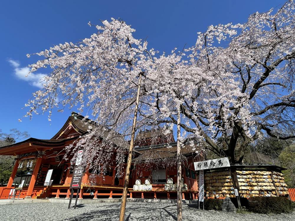 身延山久遠寺のしだれ桜と富士山本宮浅間大社のソメイヨシノツアーのおすすめポイント
