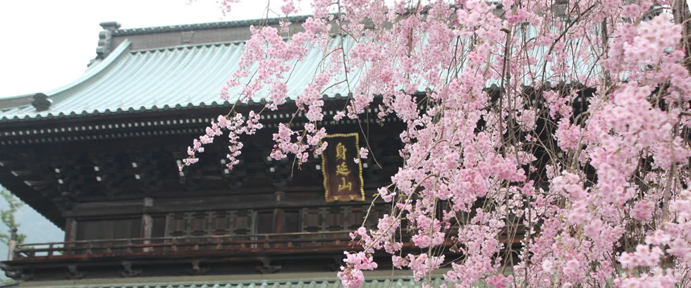 身延山久遠寺のしだれ桜と富士山本宮浅間大社のソメイヨシノツアー