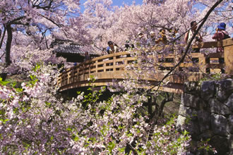高遠のコヒガン桜ツアー