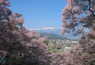 高遠のコヒガン桜ツアー