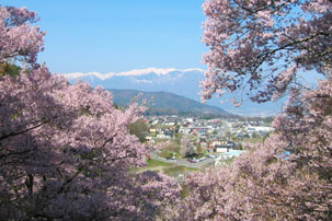 高遠の桜バスツアーのイメージ2