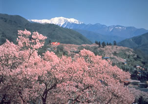 高遠のコヒガン桜バスツアーのイメージ