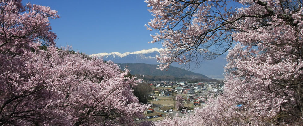 高遠のコヒガン桜バスツアー