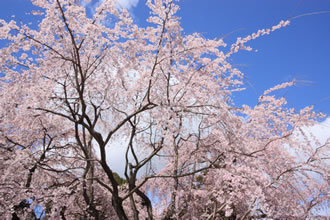 吉野山千本桜と京都フリータイムツアーのおすすめポイント