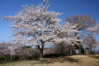 吉野山千本桜と京都フリータイム