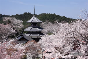 吉野山の千本桜と京都ぶらり散策バスツアーのイメージ