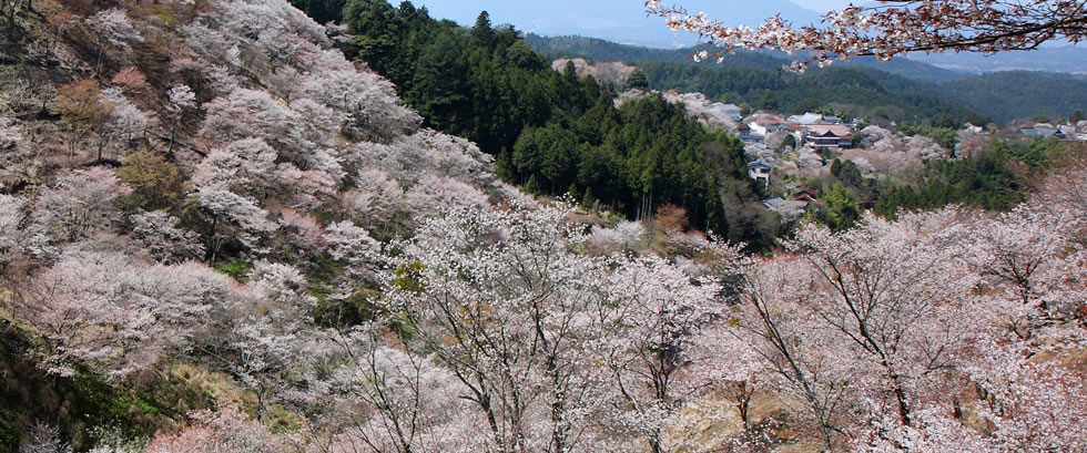 吉野山の千本桜と京都ぶらり散策バスツアー