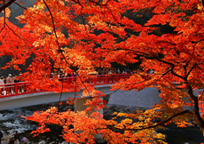 香嵐渓と伊勢神宮画像