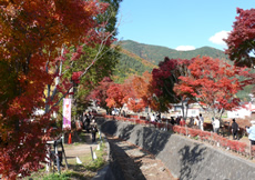 河口湖もみじ回廊画像