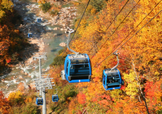 紅葉の苗場空中散歩画像