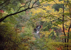 西沢渓谷ハイキング画像