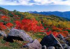 上高地・平湯・乗鞍満喫ツアー画像