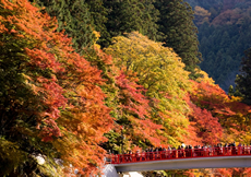 香嵐渓と古都高山&朝市ツアー画像